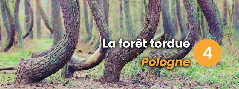 Forêt tordue en Pologne