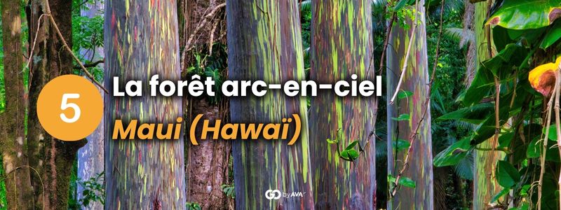 Forêt atypique au Hawaii : Forêt Arc en ciel