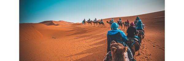 Chameaux dans le desert du Maroc