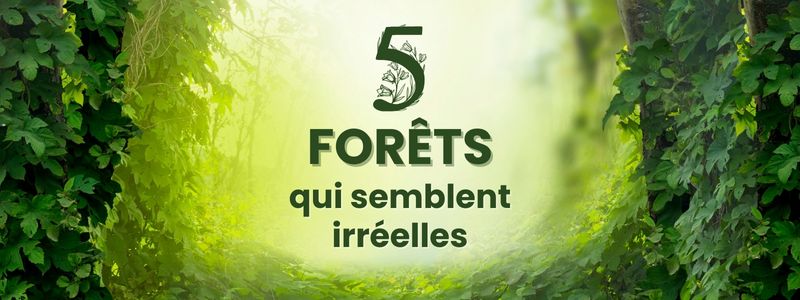 5 forêts atypiques au monde (et comment les visiter)