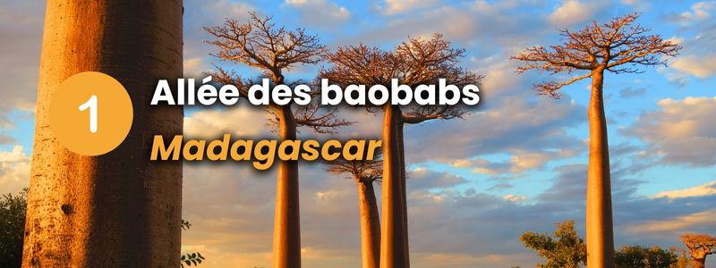 Allée des Baobabs - Madagascar - Forêt atypique en Afrique