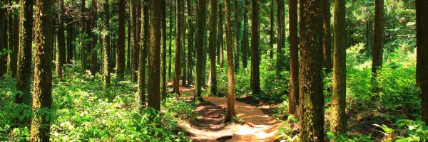 Randonnée en forêt : nos astuces  sécurité et santé