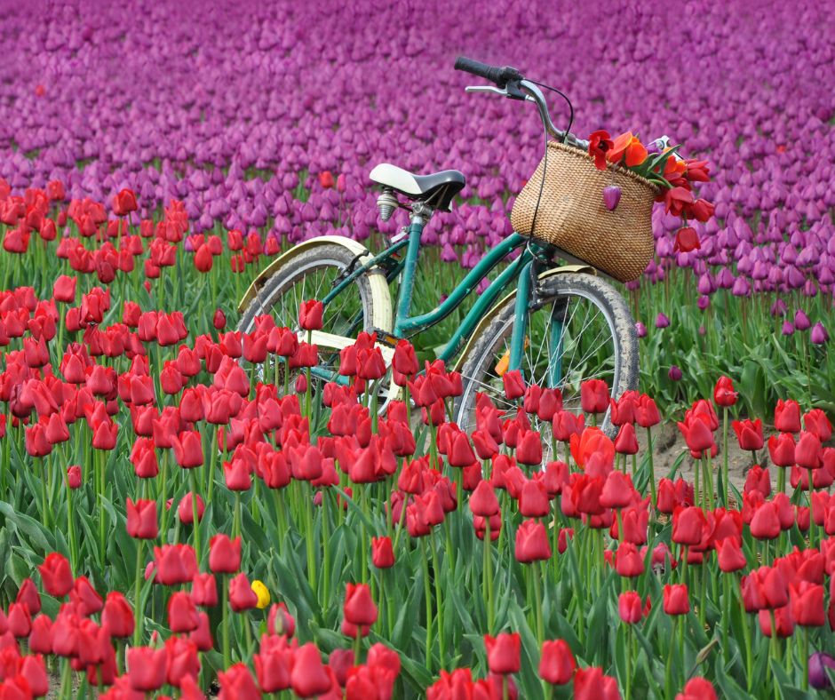 Les 6 destinations pour un voyage à vélo en Europe - Fleurs au Pays Bas