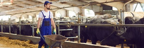 Les animaux de la ferme