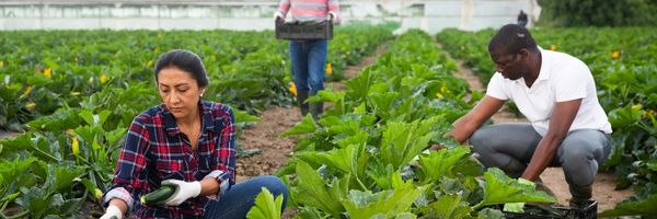 Quelle assurance voyage wwoof ? - Plantation et récolte
